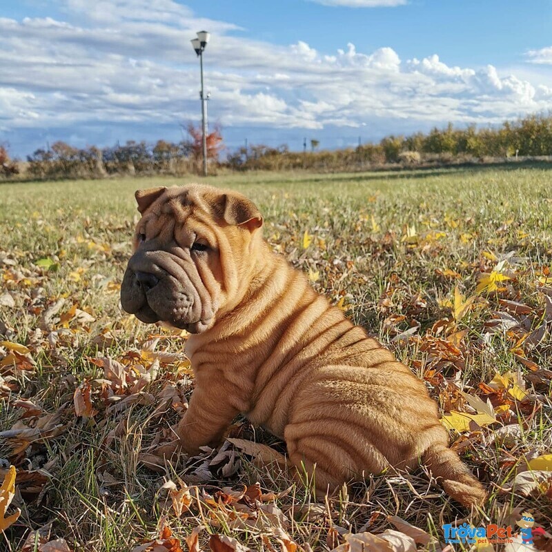 Cuccioli di shar pei con Pedigree - Foto n. 5