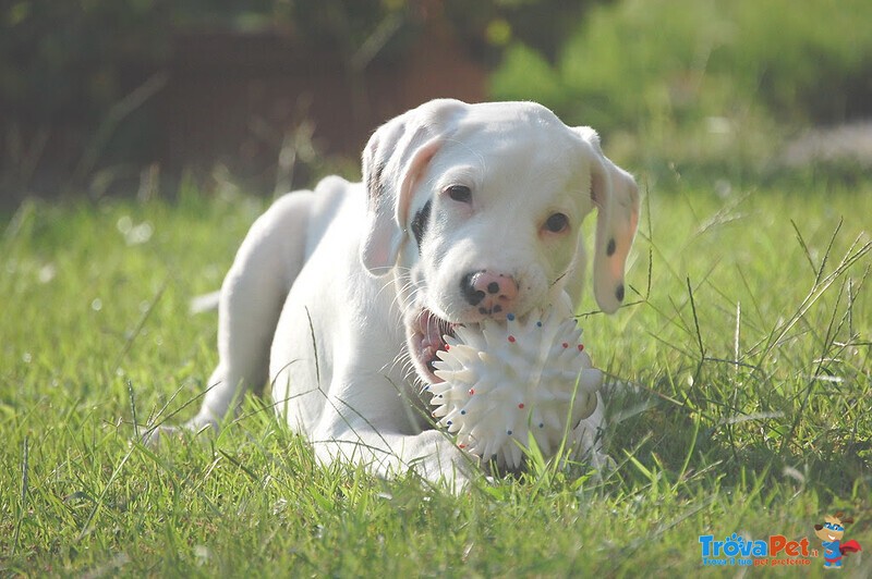 Disponibili Cuccioli di dogo Argentino - Foto n. 1