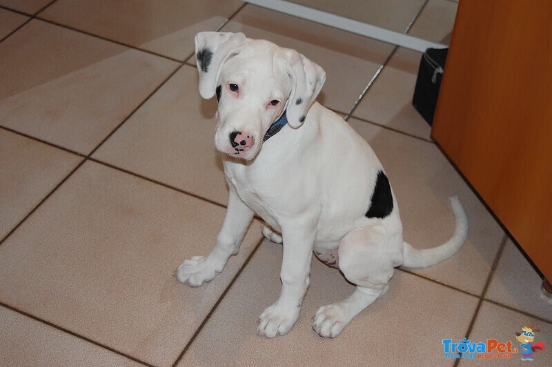 Disponibili Cuccioli di dogo Argentino - Foto n. 3