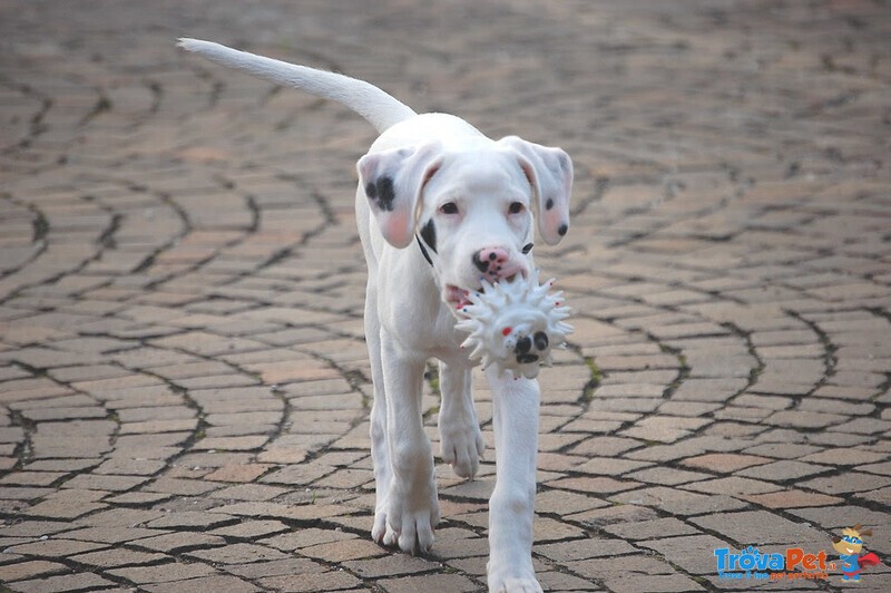 Disponibili Cuccioli di dogo Argentino - Foto n. 4