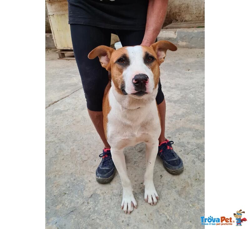 Saki, 8 mesi Incrocio Pittbull Cerca Casa! - Foto n. 1