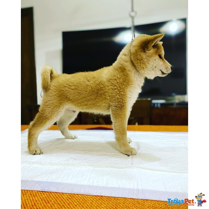 Vendo Cuccioli Shiba Inu - Foto n. 3