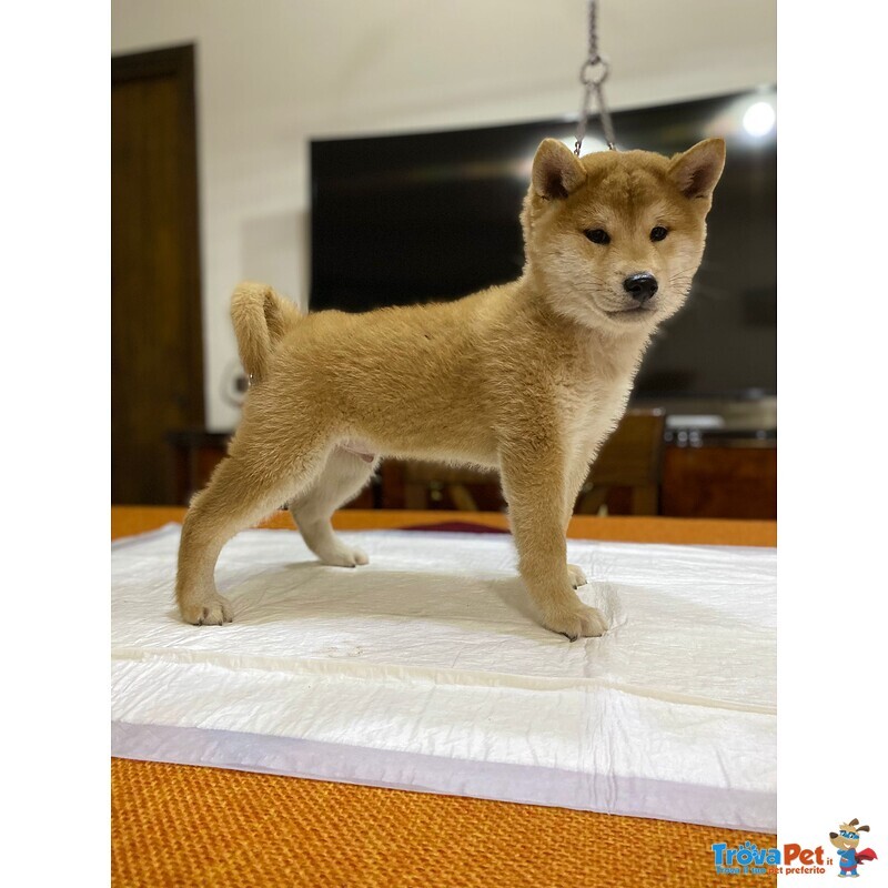 Vendo Cuccioli Shiba Inu - Foto n. 4