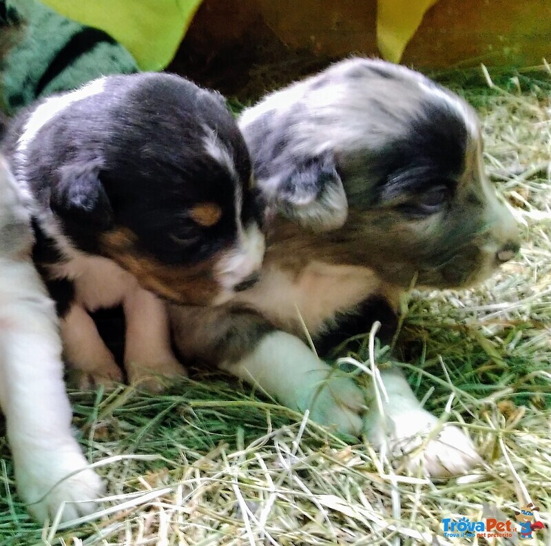 Cuccioli Pastore Australiano - Australian Sheper - Foto n. 4