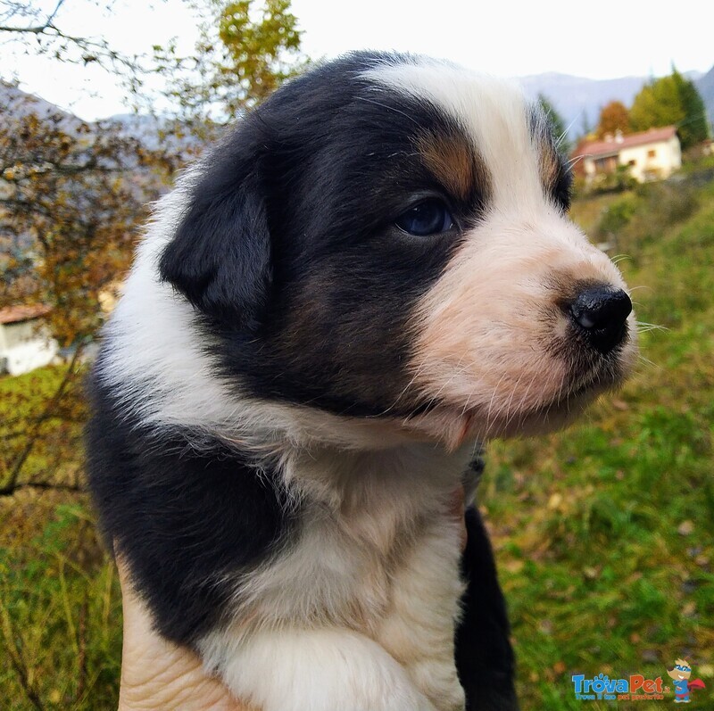 Cuccioli Pastore Australiano - Australian Sheper - Foto n. 5