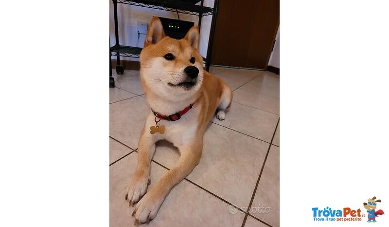 Shiba inu Maschio per Accoppiamento Monta - Foto n. 1