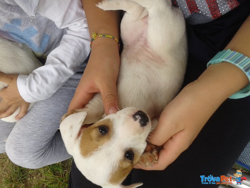 Cuccioli jack Russel Toy - Foto n. 1