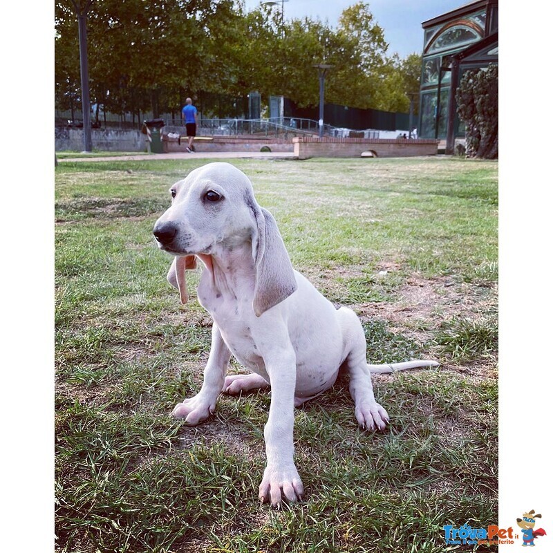 Cuccioli Segugio Francese - Foto n. 1