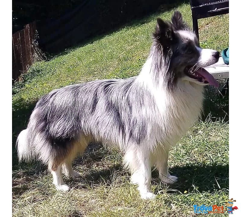 Vendesi Cuccioli di Border Collie - Foto n. 3