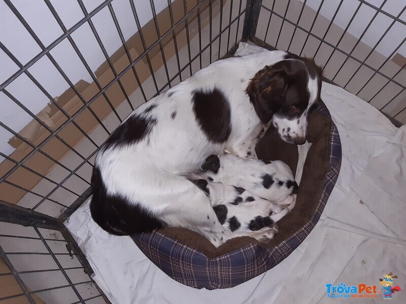 Springler Spaniel Inglese - Foto n. 2