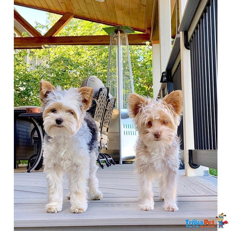 Cuccioli di Yorkie Coppia Incollata - Foto n. 1