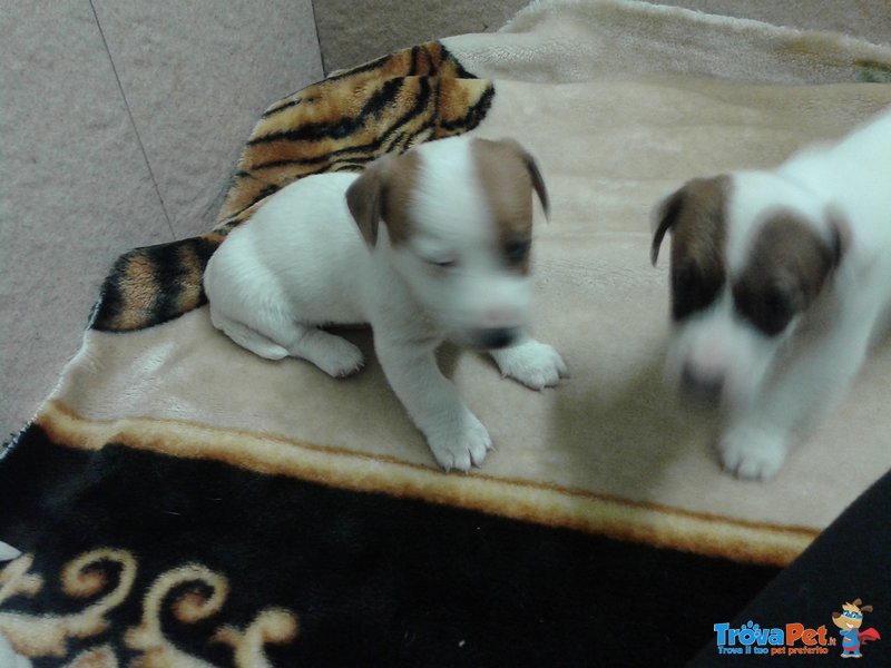 Cuccioli jack Russel Toy - Foto n. 3