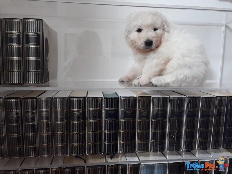 Cuccioli Pastore Maremmano Abruzzese - Foto n. 2