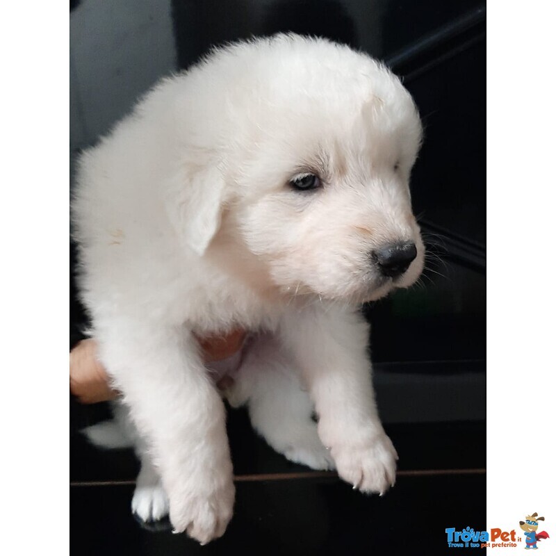 Cuccioli Pastore Maremmano Abruzzese - Foto n. 1