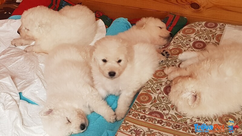 Cuccioli Pastore Maremmano Abruzzese - Foto n. 3