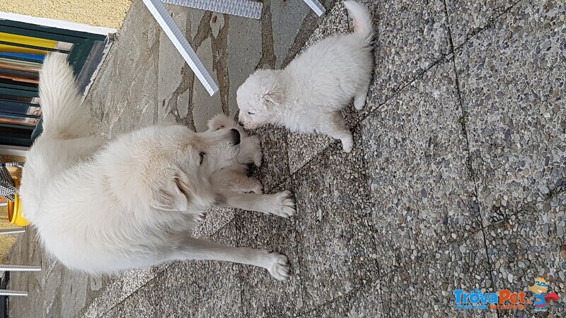 Cuccioli Pastore Maremmano Abruzzese - Foto n. 4