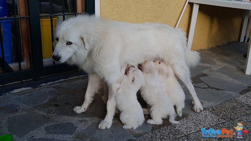 Cuccioli Pastore Maremmano Abruzzese - Foto n. 5