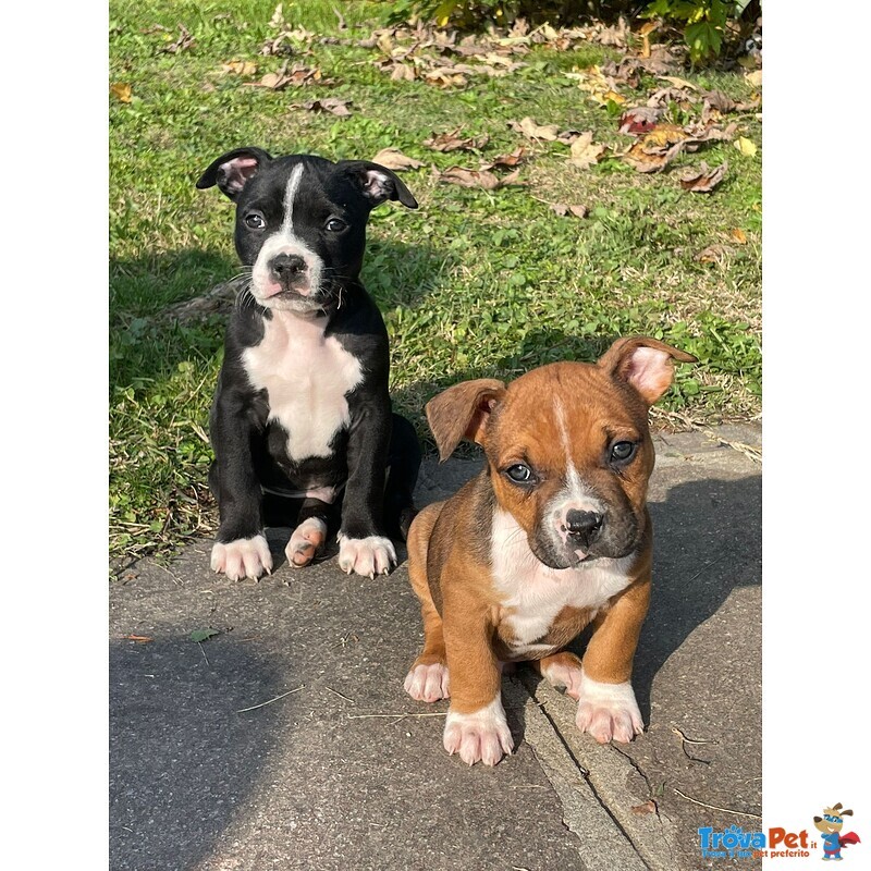 Cuccioli Amstaff con Pedigree - Foto n. 2