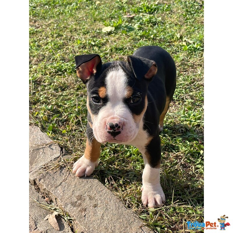 Cuccioli Amstaff con Pedigree - Foto n. 3