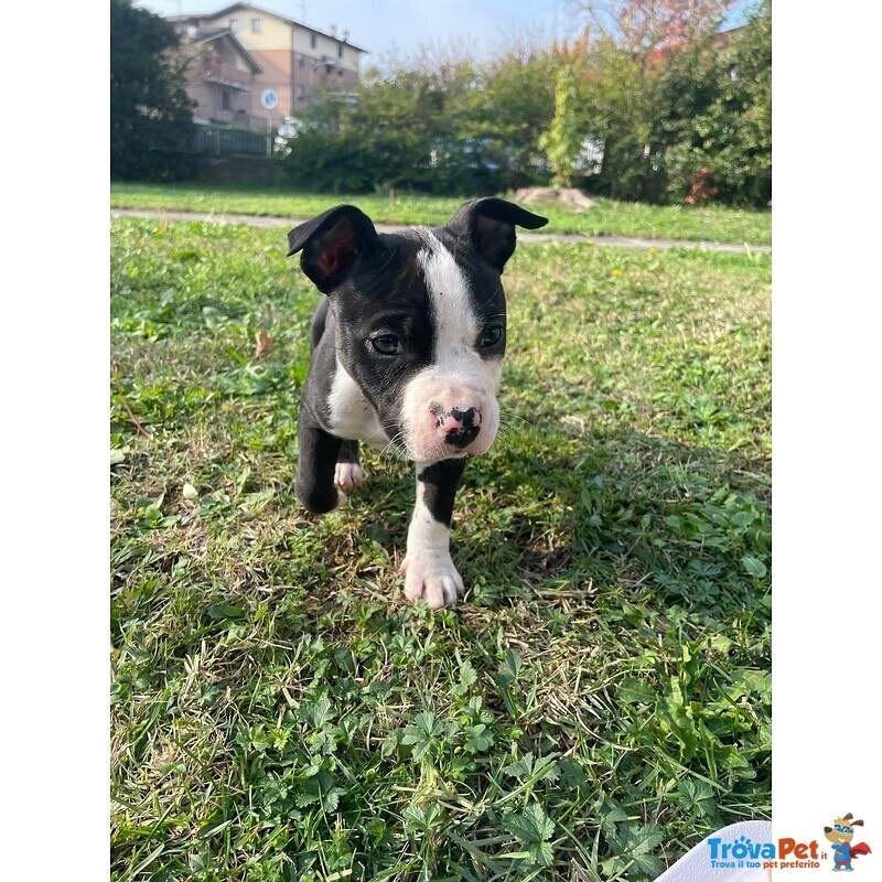 Cuccioli Amstaff con Pedigree - Foto n. 4