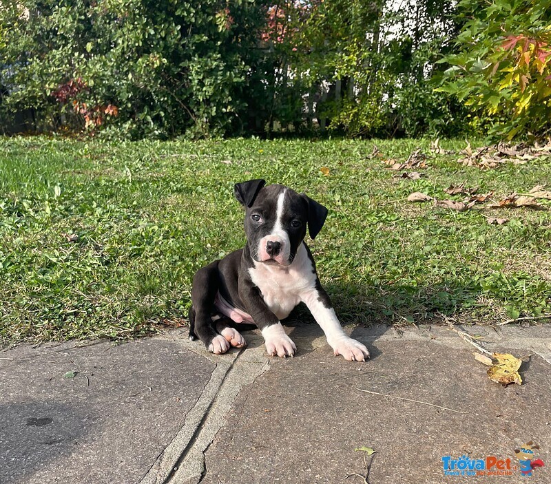 Cuccioli Amstaff con Pedigree - Foto n. 5