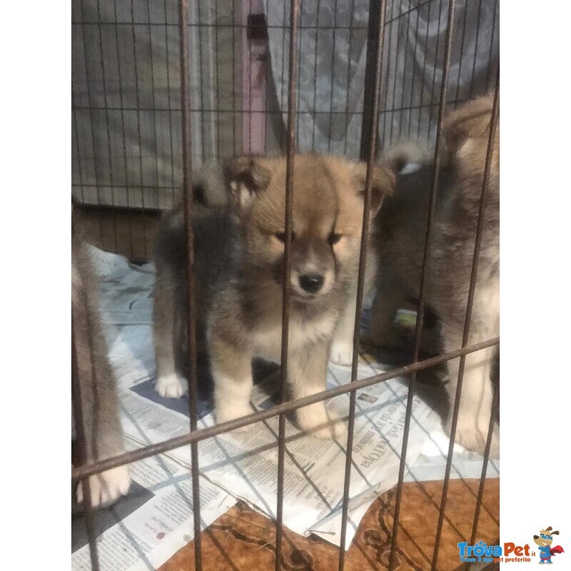 Cuccioli Akita Inu - Foto n. 3