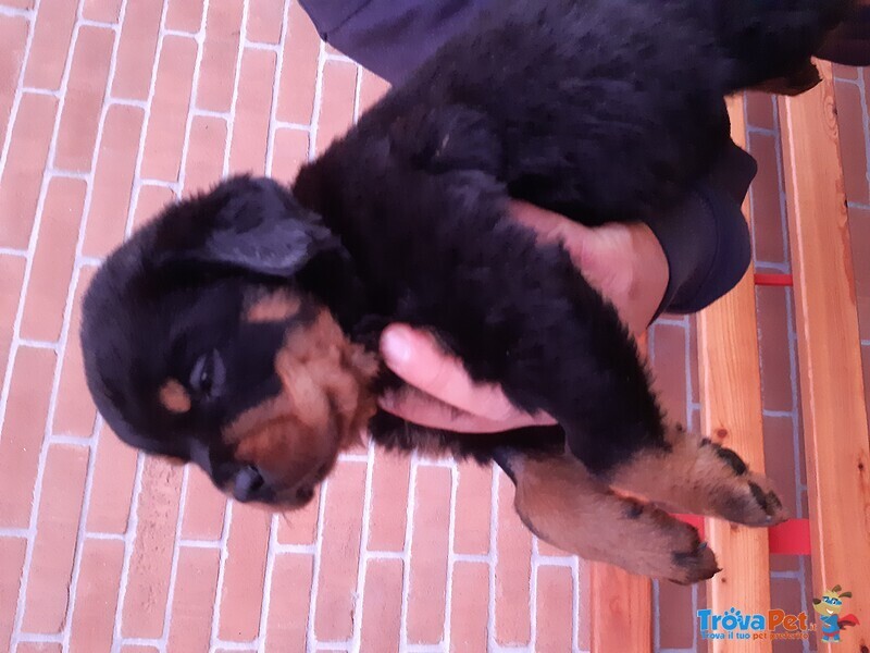 Cuccioli Rottweiler - Foto n. 2