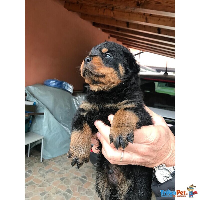 Cuccioli Rottweiler - Foto n. 3