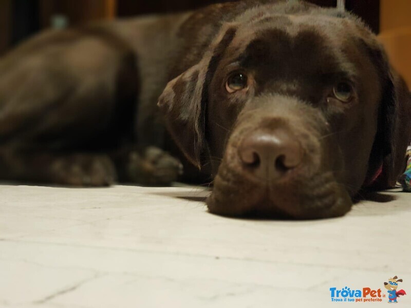 Cucciolata Labrador Retriever Chocolate - Foto n. 6