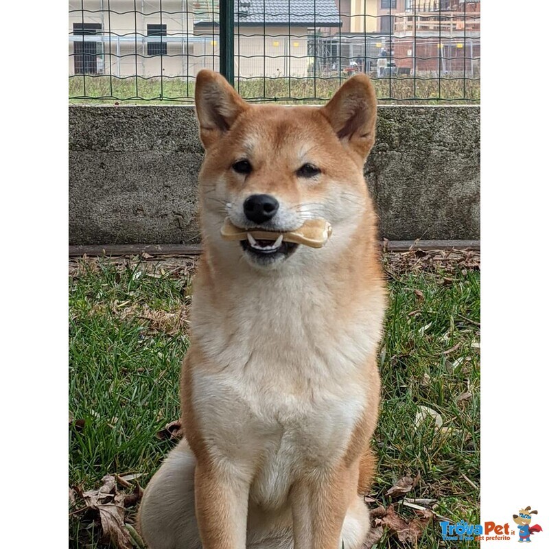 Cuccioli Shiba inu Pedigree enci Esenti Malattie - Foto n. 2