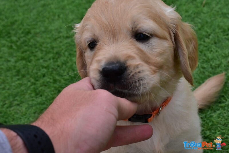 Golden Retriever - Foto n. 1