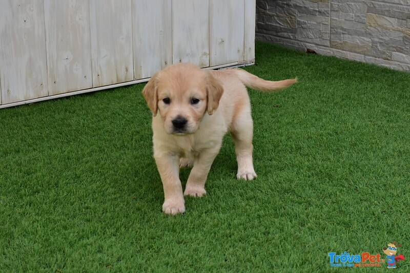 Golden Retriever - Foto n. 2