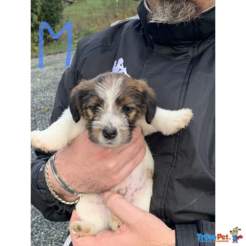 Cuccioli jack Russell Terrier - Foto n. 3