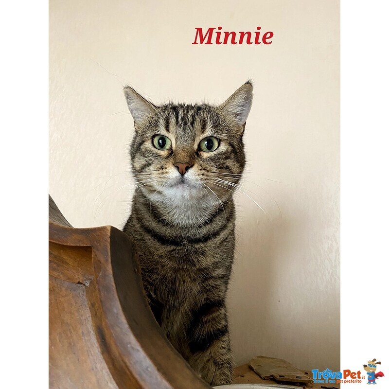 Minnie la Timida - Foto n. 1