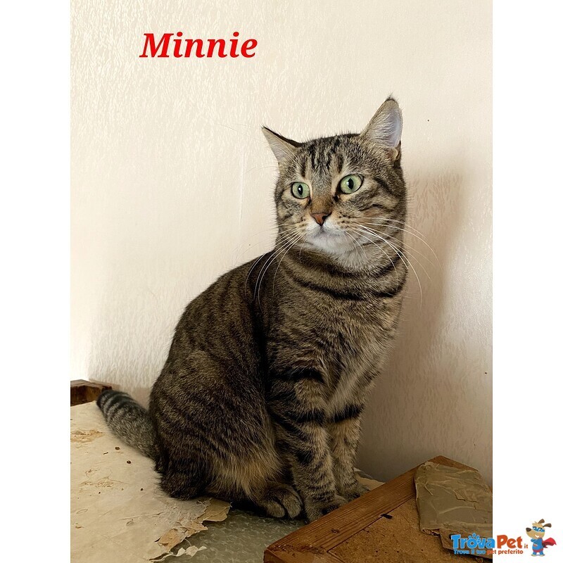 Minnie la Timida - Foto n. 2