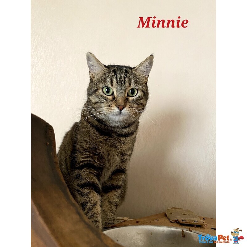 Minnie la Timida - Foto n. 3