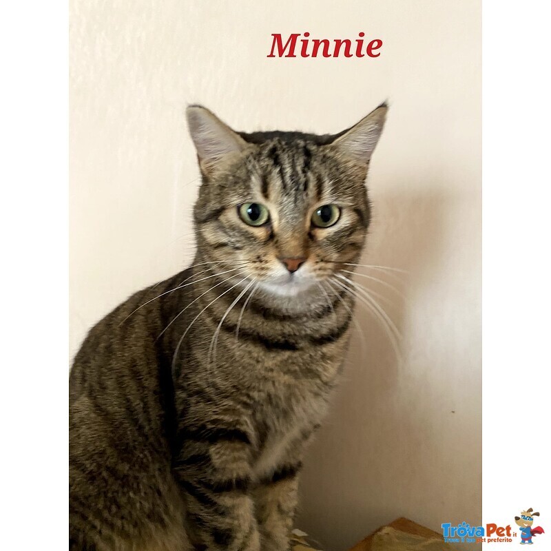 Minnie la Timida - Foto n. 4