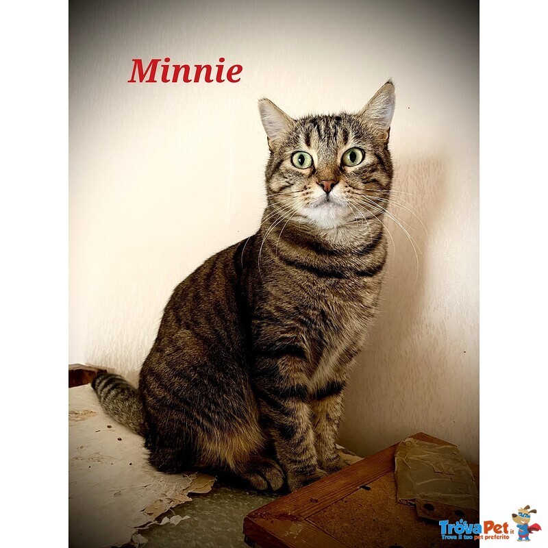 Minnie la Timida - Foto n. 5