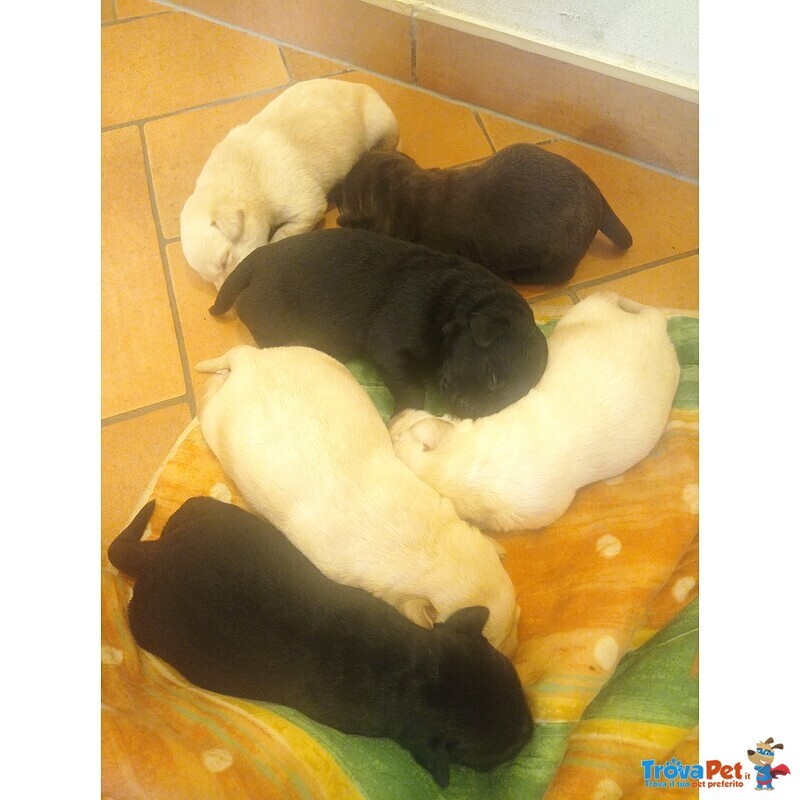 Cuccioli di Labrador Retriever - Foto n. 3