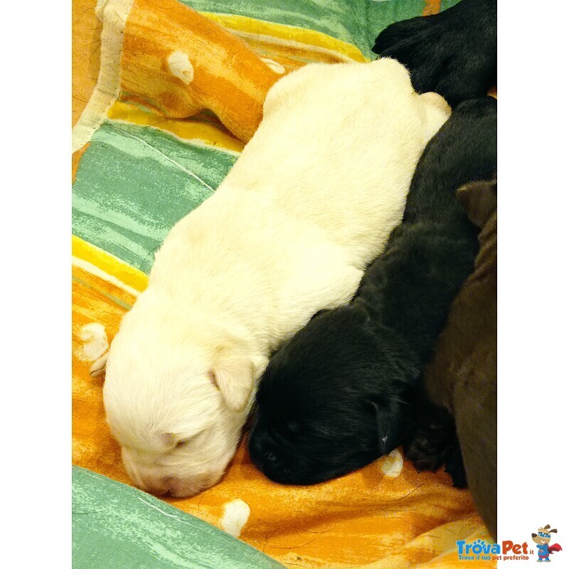 Cuccioli di Labrador Retriever - Foto n. 6