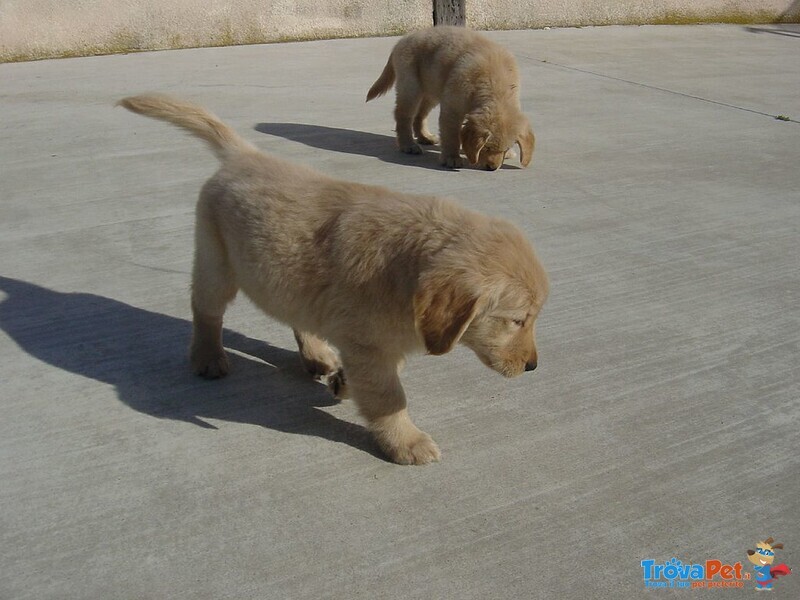 Belllissimi Cuccioli di Golden Retriever - Foto n. 1