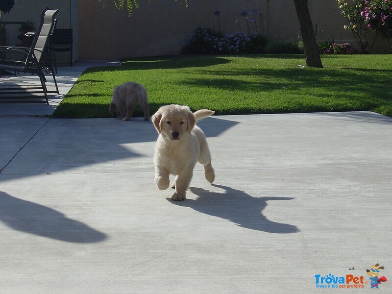 Belllissimi Cuccioli di Golden Retriever - Foto n. 2