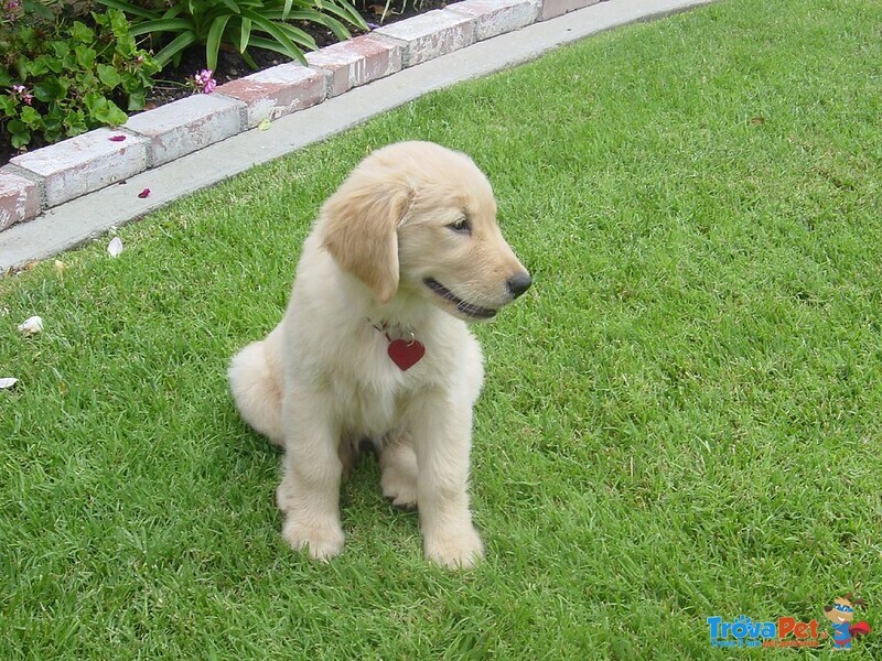 Belllissimi Cuccioli di Golden Retriever - Foto n. 3