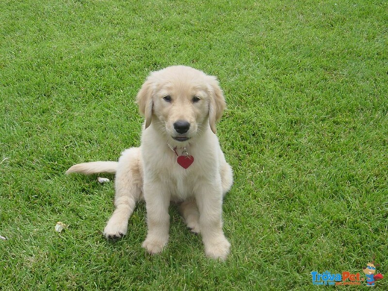 Belllissimi Cuccioli di Golden Retriever - Foto n. 4