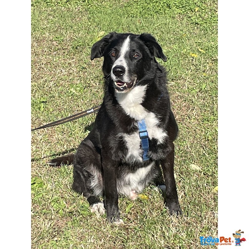 Argo il Cagnolone - Foto n. 1