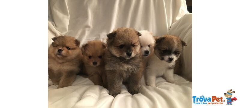 Cuccioli di Volpino Pomerania Nano - Foto n. 1