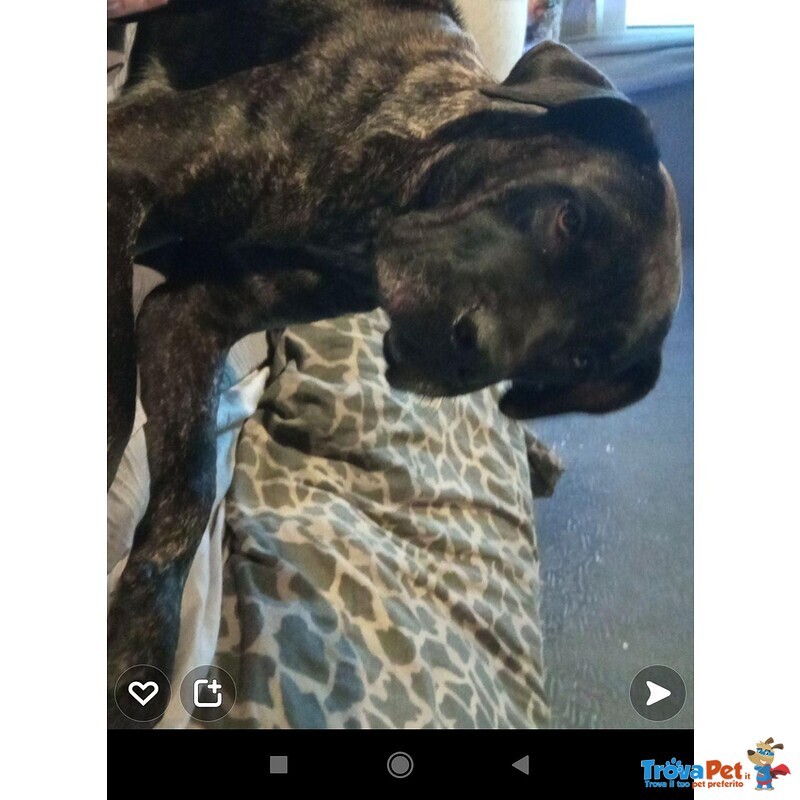 Vendo Cuccioli di Presa Canario - Foto n. 1