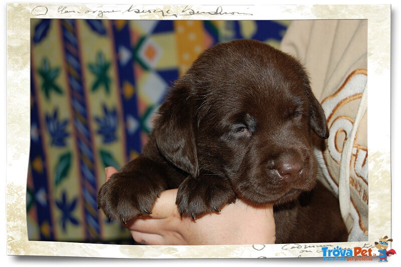 Labrador Chocolate - Foto n. 1