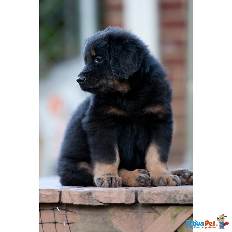 Cuccioli di Hovawart con Pedigree Enci - Foto n. 2