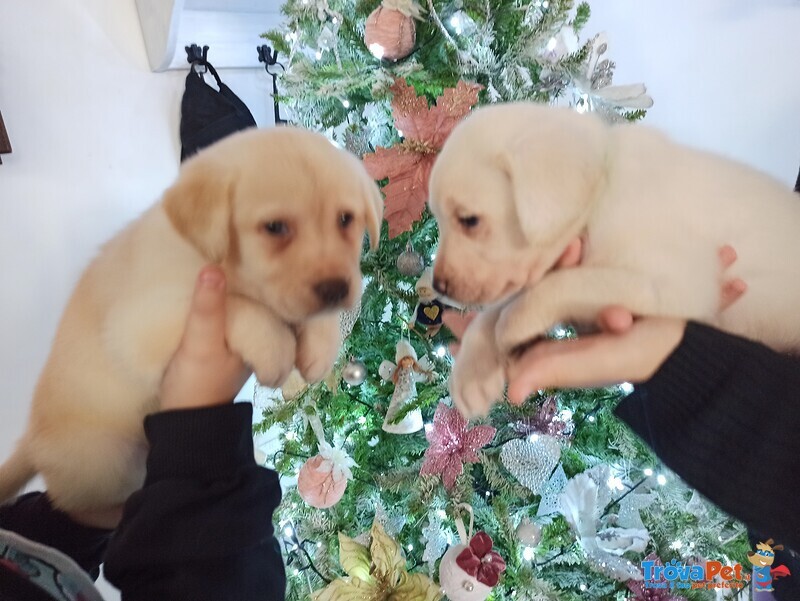 Cuccioli di Labrador Puro - Foto n. 1